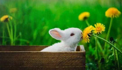 开云iOS-上海VS江苏消极比赛涉及博彩？篮协称调查还未结束